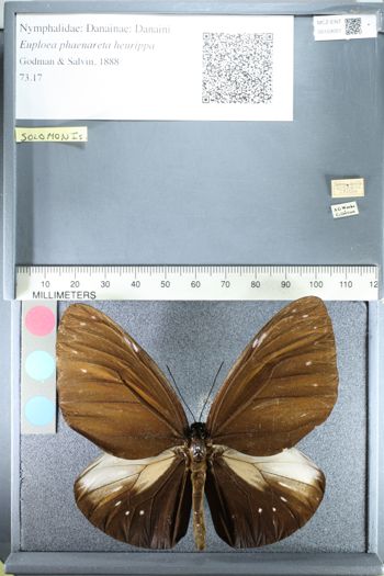 Media type: image;   Entomology 159051